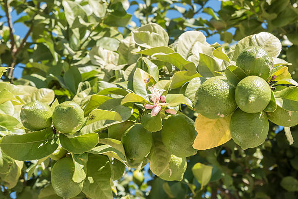 istock Unripe lemons on the tree, lemon blossom 516013804