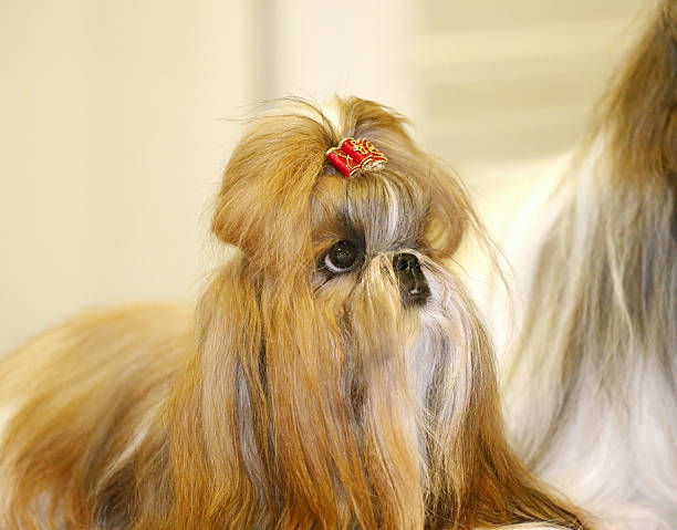 istock Young shih-tzu puppy 516013936