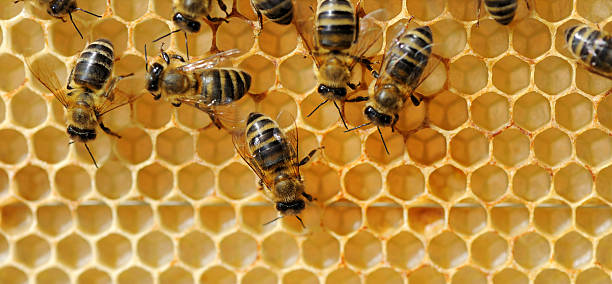 istock Close up view of the working bees 516014145
