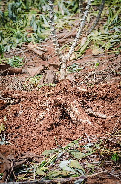 istock Close up cassava in farm with ground 516014399