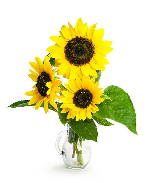 sonnenblumen in einer glasvase - bouquet flower autumn vase stock-fotos und bilder