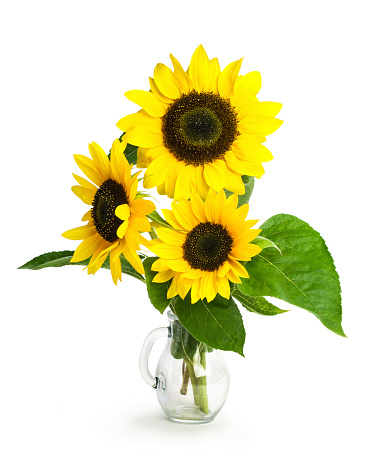 Sunflowers in a glass vase isolated on white