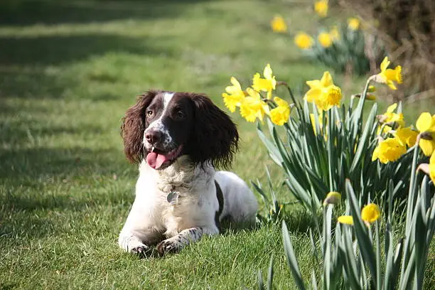 liver and white working type english springer spaniel pet gundog posing with daffodils in the spring sunshine