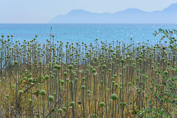 Wild plant with green balls, probably some kind of Allium, by Alcudia bay, Majorca, Balearic islands, Spain.