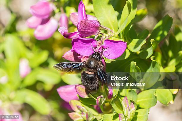 Photo libre de droit de Bourdon Xylocopa Les Pollinisateurs Un Polygala Myrtifolia banque d'images et plus d'images libres de droit de Abeille menuisière