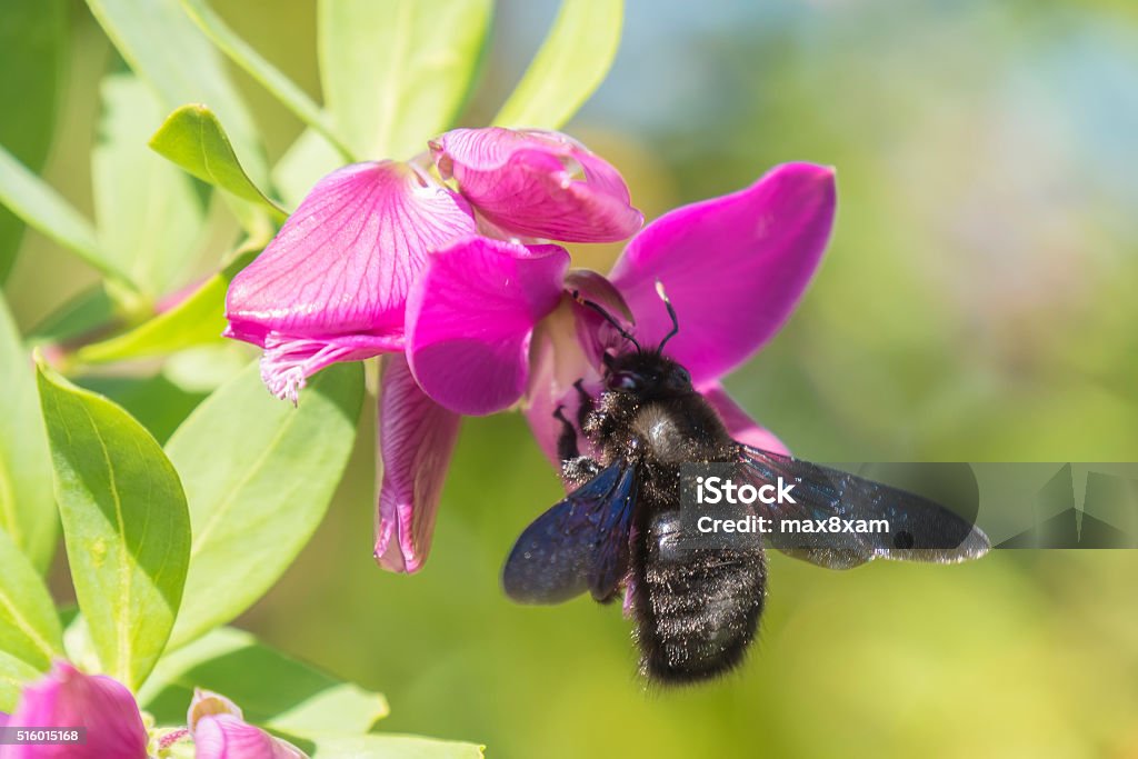 Bourdon Xylocopa les pollinisateurs un Polygala Myrtifolia - Photo de Abeille menuisière libre de droits