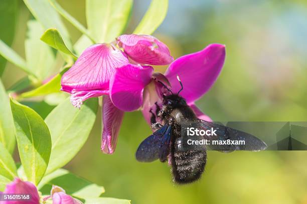 Photo libre de droit de Bourdon Xylocopa Les Pollinisateurs Un Polygala Myrtifolia banque d'images et plus d'images libres de droit de Abeille menuisière