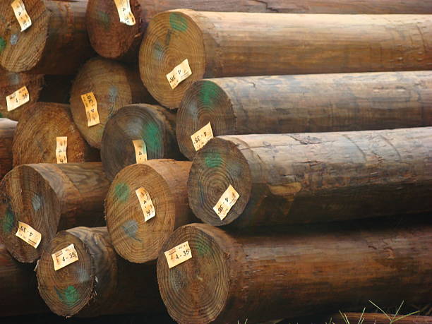 New lumber logs New lumber for telephone poles telephone pole stock pictures, royalty-free photos & images