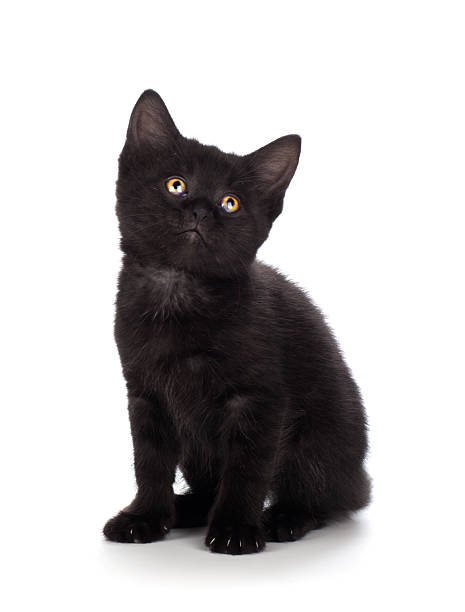 istock Cute black kitten isolated on a white background 516016455