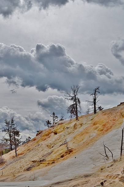istock Dead Trees of Yellowstone 516016775
