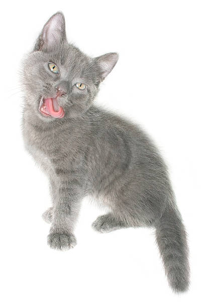 istock Small gray shorthair kitten yawn isolated 516017325