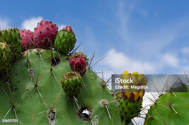 Prickly Pear Fruit Stock Photo - Download Image Now - Fig, Food and Drink, Fruit