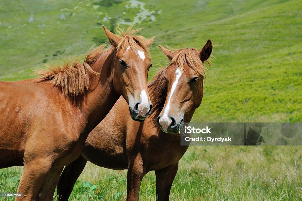 Horse in mountain Two bay horses on the posture Agriculture Stock Photo