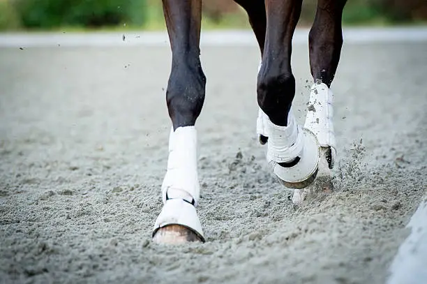 Closeup of the hooves from a horse while in trot on an outside track