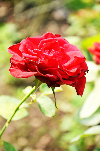 istock Closeup Rose Flower in the garden 516018625