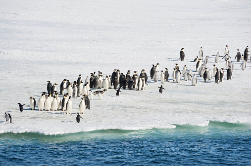 A group of Emperor Penguins, Emperor Penguin chicks and Adelie Penguins are gathered at the edge of the sea ice.