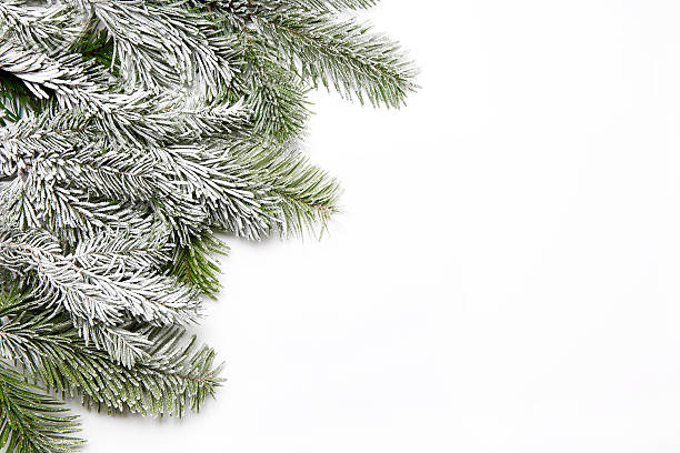 istock Snowy fir branch 516019919
