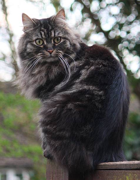 istock very cute long haired brown and black tabby pussycat 516032300