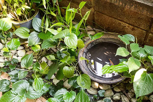 Photo of Trays stores stagnant water and breeding ground for mosquito