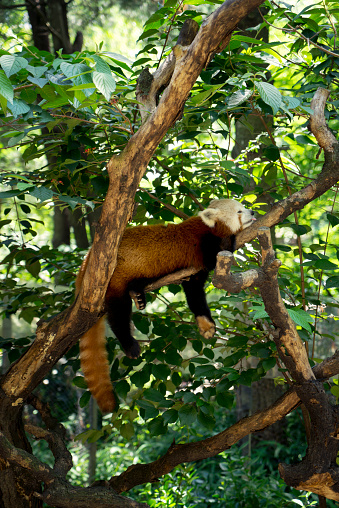 Red panda snoozing on a tree branh, with tongue sticking out.