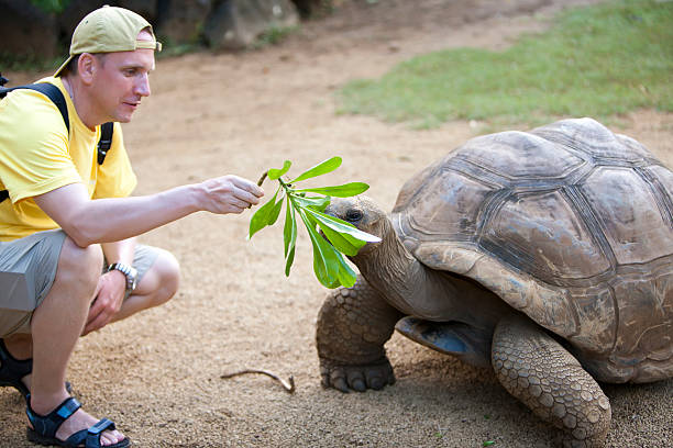 istock The man  tourist feeds a turtle 516033188