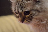 katze-mit-blauen-augen.jpg?b=1&s=170x170&k=20&c=BQ1E1Ylf7H44m4gF72SMTQZl0BHPiF_264DcbZRA1m4=