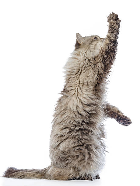 istock Cat Siberian breed tabby on white background. 516033896