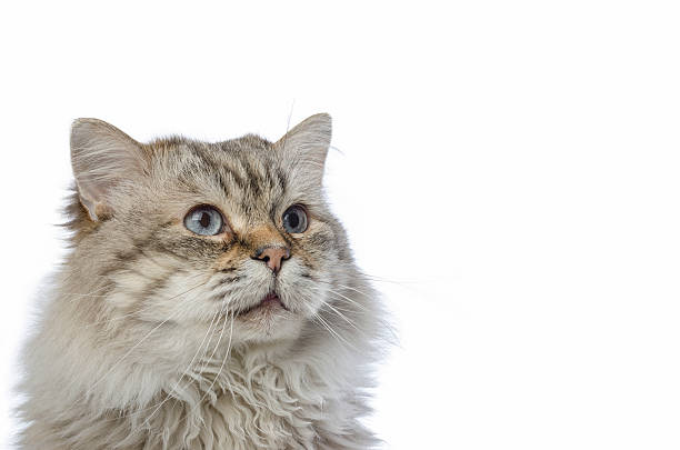 istock Cat Siberian breed tabby on white background. 516034336