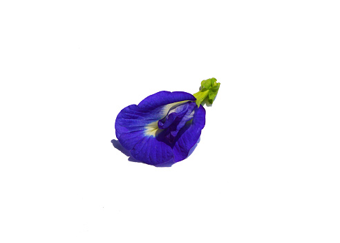 Close shot of the Viola riviniana, the common dog-violet.