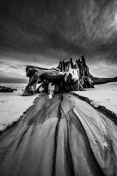 istock Dramatic Clouds Cypress Tree roots Carabelle Beach Florida Black 516034640