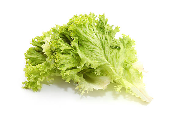 istock green leaves lettuce 516034684
