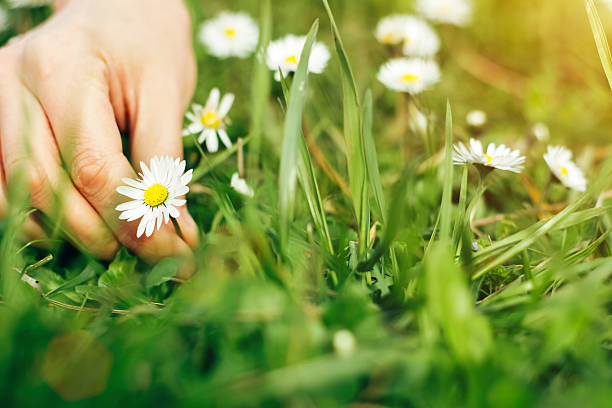 istock Person pick up the daisy 516035086