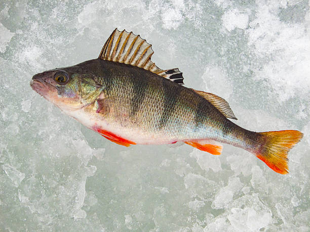 istock Ice fishing in Russia 516035328