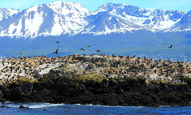 istock Beagle Channel, Birds Island 516035786