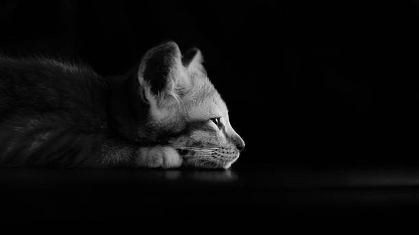 istock Lazy kitten cat lie on wood in the dark 516035886