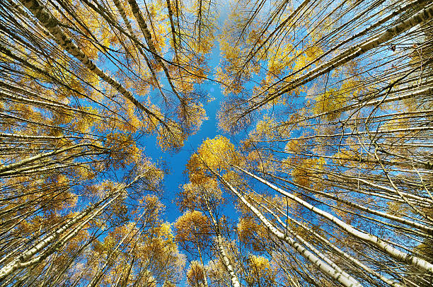 istock crown of trees in autumn 516035984