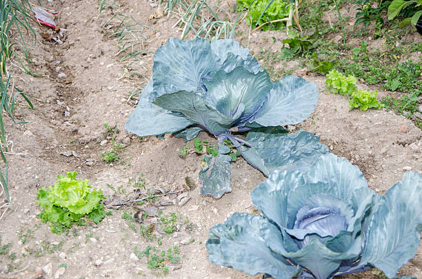 istock cabbage, Brassica Oleracea is growing an organic vegetable garde 516036286