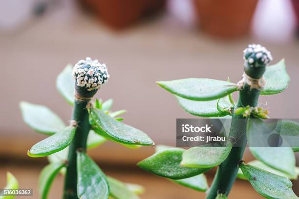 Grafted Astrophytum On Pereskiopsis Stock Photo - Download Image Now - Agriculture, Astrophytum, Branch - Plant Part