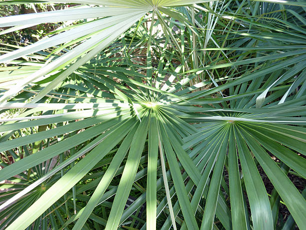 Palm Tree Key West Florida Detailed closeup of a palm tree photographed in Key West Florida logan west stock pictures, royalty-free photos & images