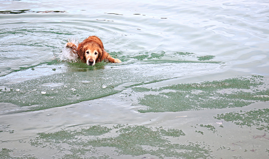 Golden Retrieve dog struggling to climb out of lake ice after its Polar Bear Dip kind of attempt to swimming in the thawing lake