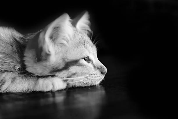 istock Orange kitten cat lie on wood ground 516037510