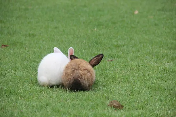 Two funny rabbits