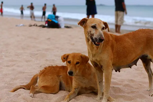 Friendly and sad dogs at the beach of Trincomalee in Sri Lanka