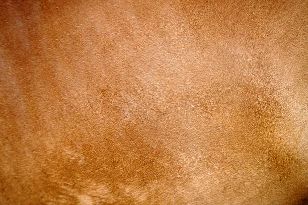 istock Textured pelt from a brown horse 516037719