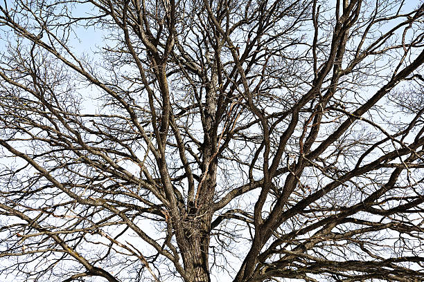 The leafless branches of a tree extend from the left side of the frame into a soft blue sky filled with wispy clouds. The stark silhouette of the tree contrasts with the lightness of the sky, creating a minimalist and serene composition. The image captures the quiet beauty of early spring or late winter.