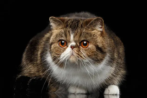 Photo of Closeup Exotic Cat on mirror and Looking in Camera