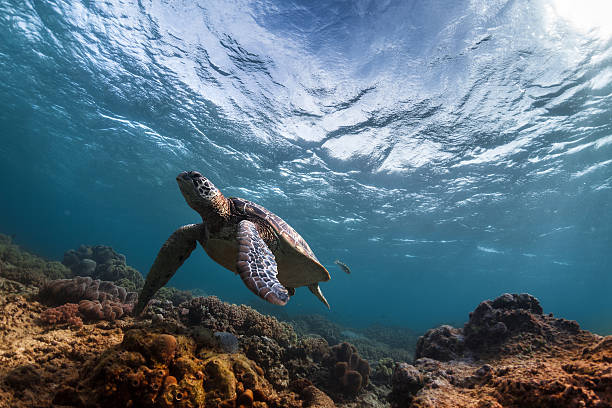turtle w morze - below the surface zdjęcia i obrazy z banku zdjęć
