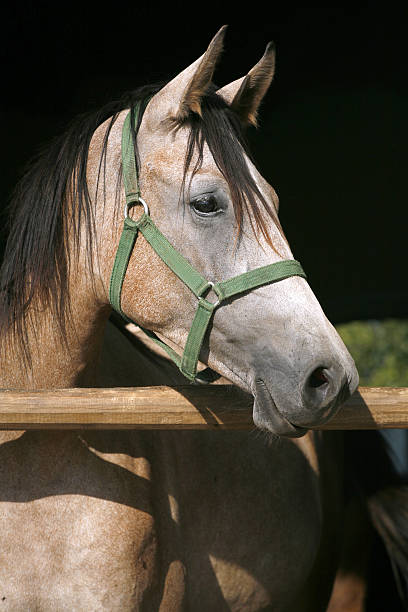 istock Grey arabian horse standing in the barn 516040245