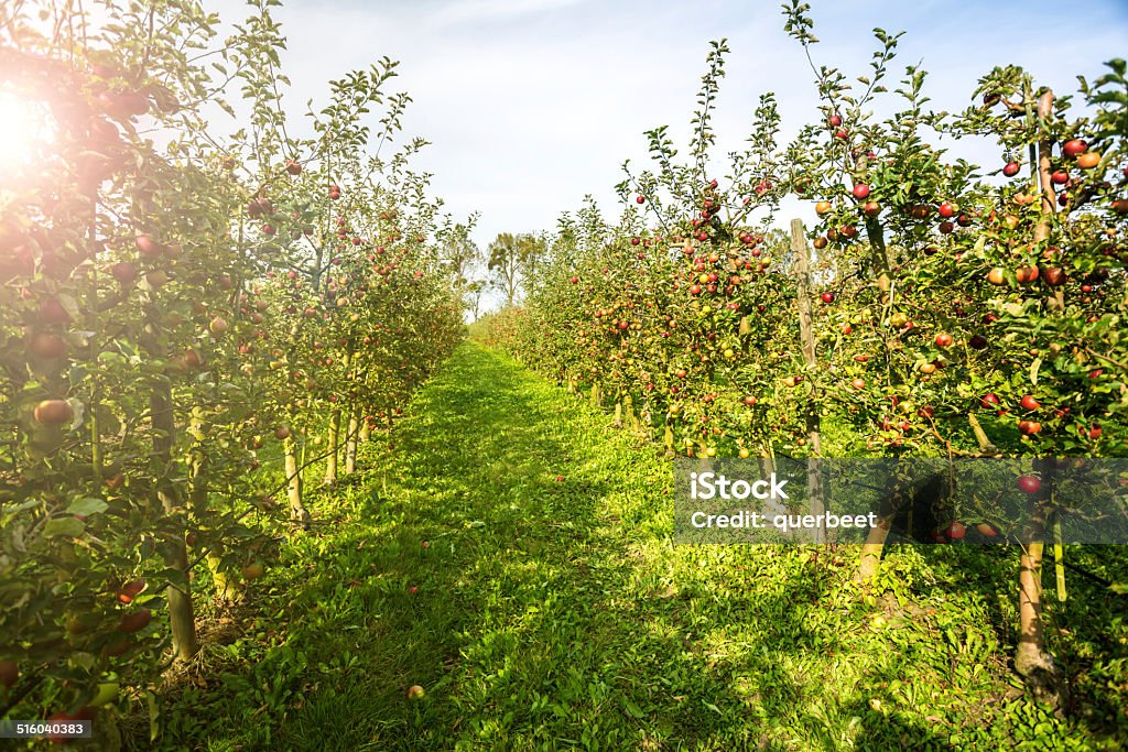 Rote Äpfel in einer Reihe - Lizenzfrei Apfel Stock-Foto