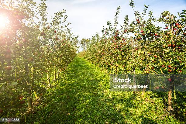 Rote Äpfel In Einer Reihe Stockfoto und mehr Bilder von Apfel - Apfel, Plantage, Baum